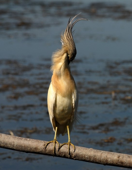 Avifauna humor